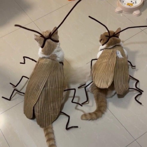 고양이전용 바선생 코스튬